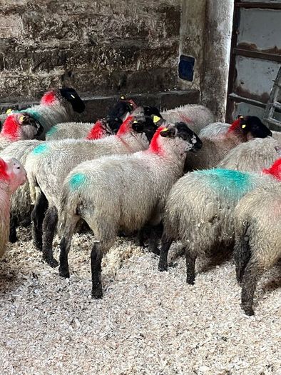 30 super Suffolk ewe lambs