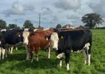 Incalf heifers
