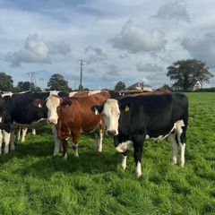 Incalf heifers