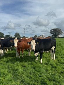 Incalf heifers