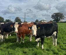 Incalf heifers
