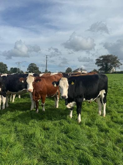 Incalf heifers