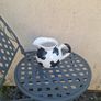 Cow water pitcher postage possible Image 2