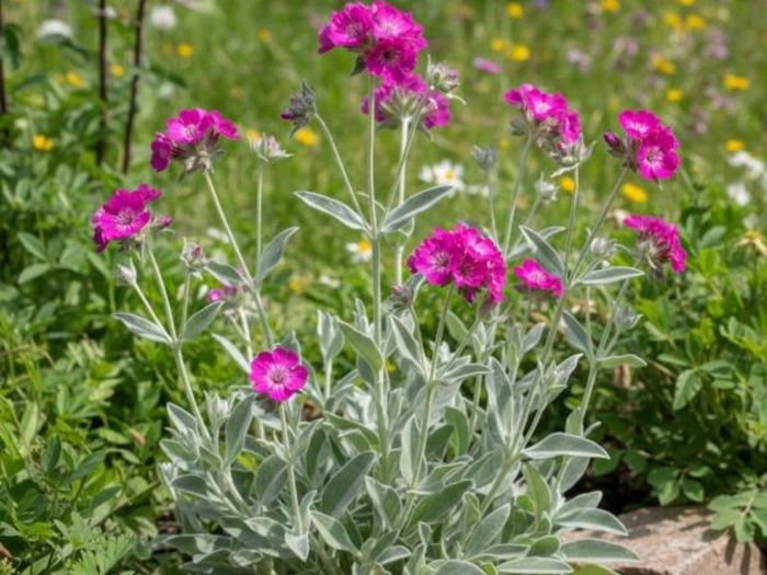 Rose campion (Silene coronaria)