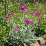 Rose campion (Silene coronaria) Image 4