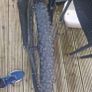 mountain bike Image 4