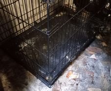 dog cage