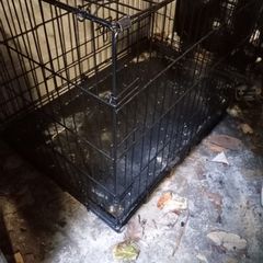 dog cage