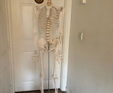medical skeleton
