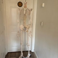 medical skeleton