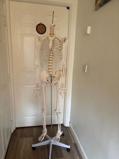 medical skeleton