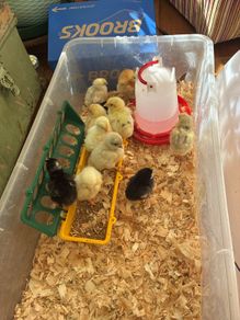chicks