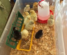 chicks