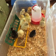 chicks