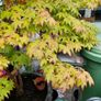 Maple Tree Image 2