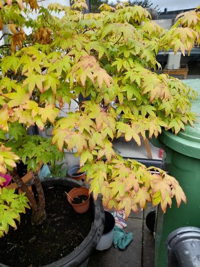 Maple Tree