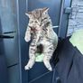 kittens Image 4