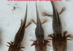 Axolotl