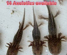 Axolotl