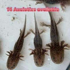 Axolotl