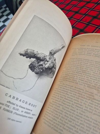 Injurious insects by Ormerod 16th report original Antique book