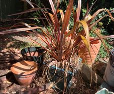 garden shrub phormium
