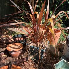 garden shrub phormium