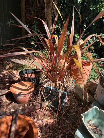 garden shrub phormium