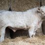 Quality 5 Charolais Bulls Image 4