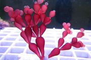 String of Pearls Macroalgae Frag