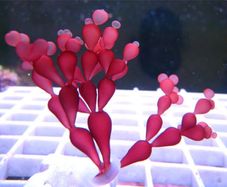 String of Pearls Macroalgae Frag
