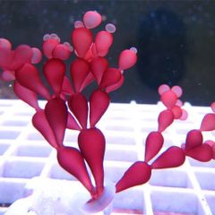 String of Pearls Macroalgae Frag