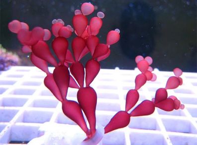 String of Pearls Macroalgae Frag