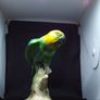Vintage Beswick Parakeet - 930 Image 5