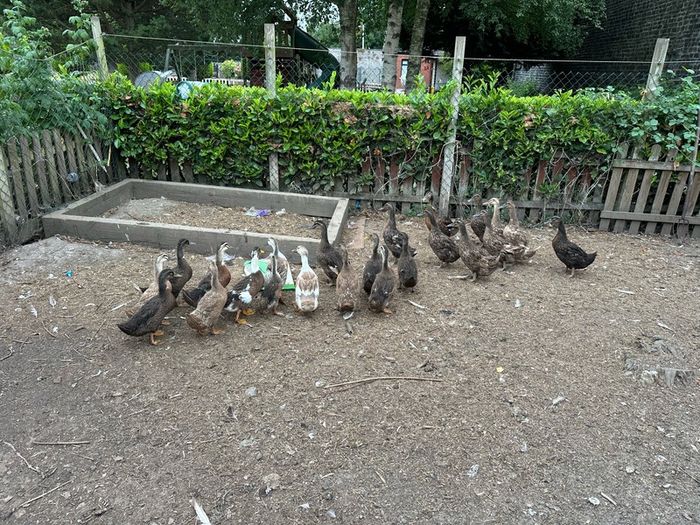 ducks