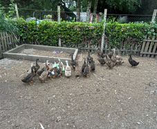 ducks