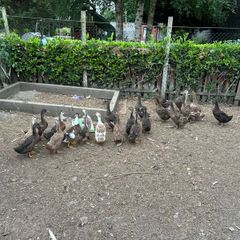 ducks