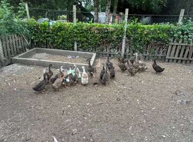 ducks