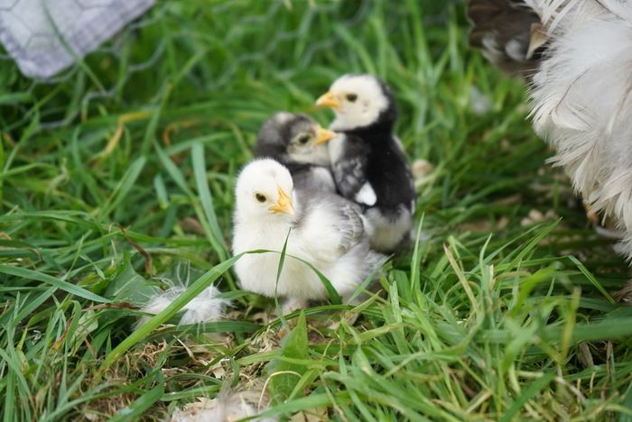 Chicks