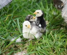 Chicks
