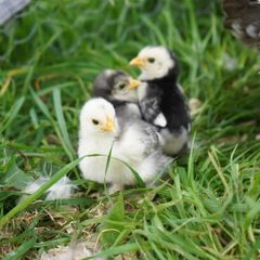Chicks