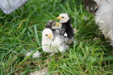 Chicks