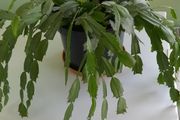 christmas cactus