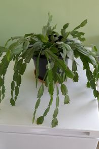 christmas cactus
