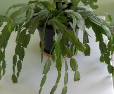 christmas cactus