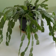 christmas cactus