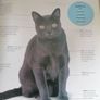 Cats: The Ultimate Cat Lover's Guide Image 3