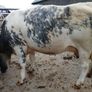 In calf heifers Ballinasloe mart 8th August Image 6