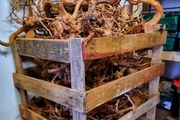 Red Moore Wood