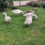 Pair of geese. Image 5